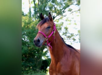 American Quarter Horse, Gelding, 3 years, 14,2 hh, Brown