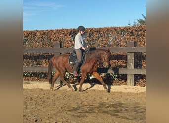 American Quarter Horse, Gelding, 3 years, 14,2 hh, Chestnut-Red