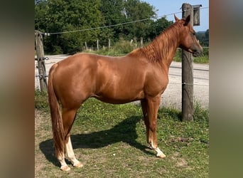 American Quarter Horse, Gelding, 3 years, 14,2 hh, Chestnut