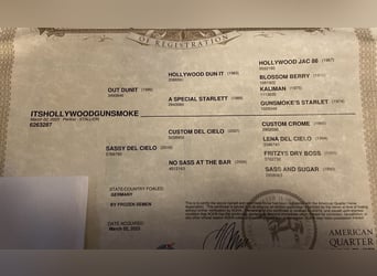 American Quarter Horse, Gelding, 3 years, 14,2 hh, Cremello