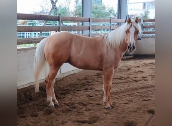 American Quarter Horse, Gelding, 3 years, 14,2 hh, Palomino