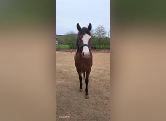American Quarter Horse, Gelding, 3 years, 14,2 hh, Roan-Bay