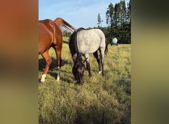 American Quarter Horse, Gelding, 3 years, 14,2 hh, Roan-Blue