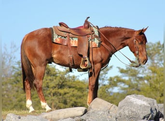 American Quarter Horse, Gelding, 3 years, 14,2 hh, Roan-Red