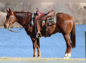 American Quarter Horse, Gelding, 3 years, 14,2 hh, Roan-Red