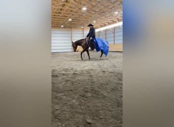 American Quarter Horse, Gelding, 3 years, 14,2 hh, Roan-Red