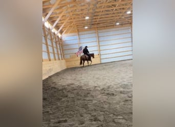 American Quarter Horse, Gelding, 3 years, 14,2 hh, Roan-Red