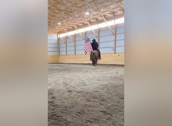 American Quarter Horse, Gelding, 3 years, 14,2 hh, Roan-Red