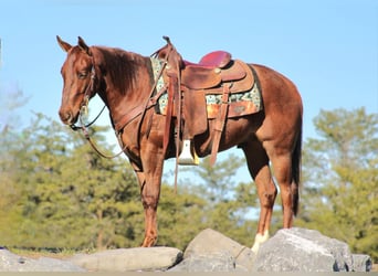 American Quarter Horse, Gelding, 3 years, 14,2 hh, Roan-Red