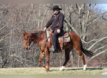 American Quarter Horse, Gelding, 3 years, 14,2 hh, Roan-Red