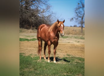 American Quarter Horse, Gelding, 3 years, 14,2 hh, Sorrel