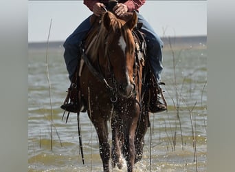 American Quarter Horse, Gelding, 3 years, 14,2 hh, Sorrel