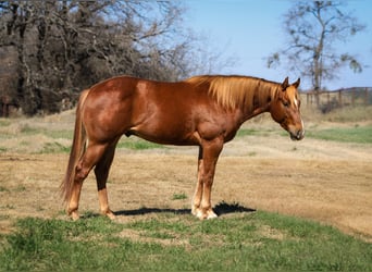 American Quarter Horse, Gelding, 3 years, 14,2 hh, Sorrel