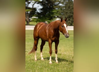 American Quarter Horse, Gelding, 3 years, 14,2 hh, Sorrel