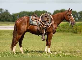 American Quarter Horse, Gelding, 3 years, 14,2 hh, Sorrel