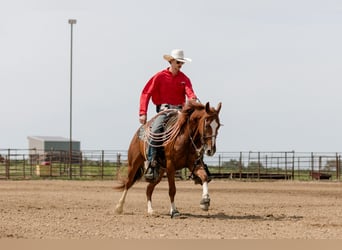 American Quarter Horse, Gelding, 3 years, 14,2 hh, Sorrel
