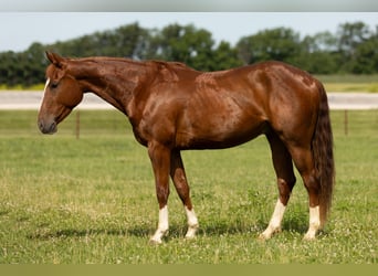 American Quarter Horse, Gelding, 3 years, 14,2 hh, Sorrel