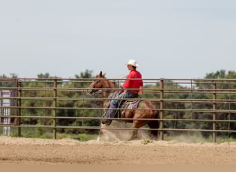 American Quarter Horse, Gelding, 3 years, 14,2 hh, Sorrel