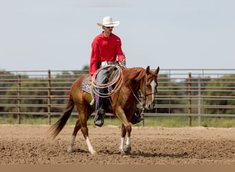 American Quarter Horse, Gelding, 3 years, 14,2 hh, Sorrel