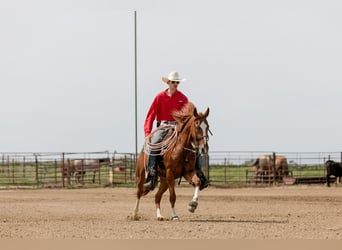 American Quarter Horse, Gelding, 3 years, 14,2 hh, Sorrel