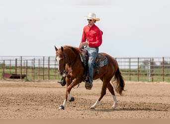 American Quarter Horse, Gelding, 3 years, 14,2 hh, Sorrel