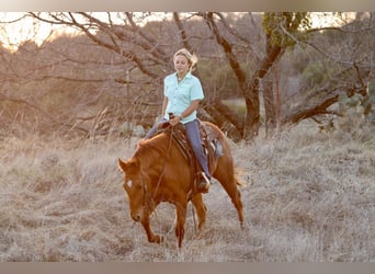 American Quarter Horse, Gelding, 3 years, 14,2 hh, Sorrel