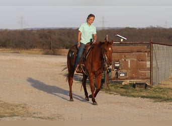 American Quarter Horse, Gelding, 3 years, 14,2 hh, Sorrel