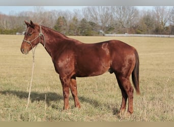 American Quarter Horse, Gelding, 3 years, 14,2 hh, Sorrel