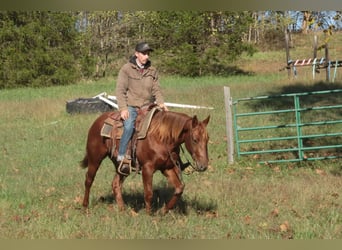 American Quarter Horse, Gelding, 3 years, 14,2 hh, Sorrel