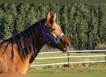 American Quarter Horse, Gelding, 3 years, 14,2 hh