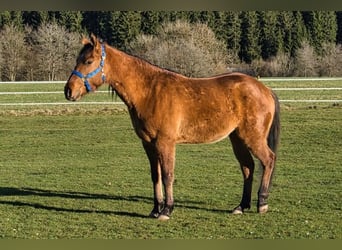 American Quarter Horse, Gelding, 3 years, 14,2 hh