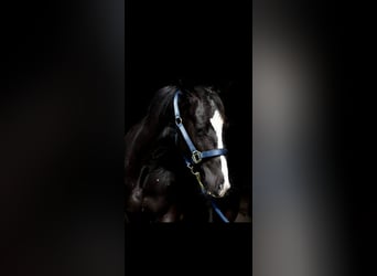 American Quarter Horse, Gelding, 3 years, 14,3 hh, Bay-Dark