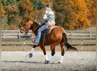 American Quarter Horse, Gelding, 3 years, 14,3 hh, Bay