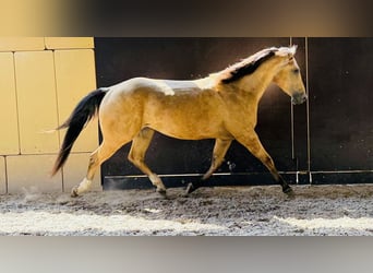 American Quarter Horse, Gelding, 3 years, 14,3 hh, Buckskin