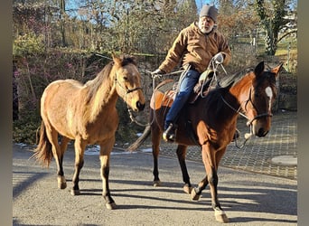 American Quarter Horse, Gelding, 3 years, 14,3 hh, Buckskin