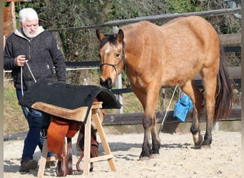 American Quarter Horse, Gelding, 3 years, 14,3 hh, Buckskin