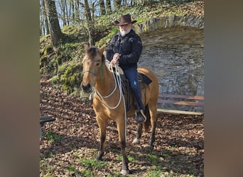 American Quarter Horse, Gelding, 3 years, 14,3 hh, Buckskin