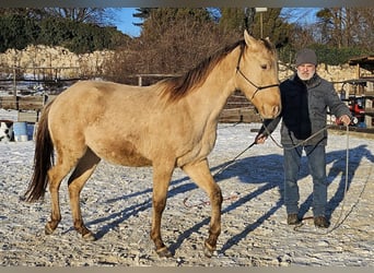 American Quarter Horse, Gelding, 3 years, 14,3 hh, Champagne