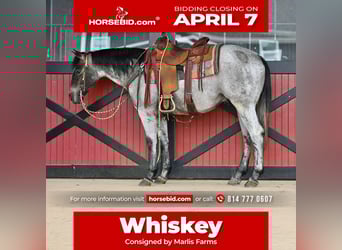 American Quarter Horse, Gelding, 3 years, 14,3 hh, Roan-Blue