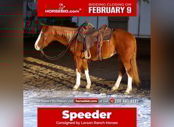 American Quarter Horse, Gelding, 3 years, 14,3 hh, Sorrel