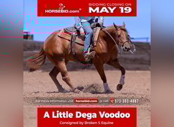 American Quarter Horse, Gelding, 3 years, 14,3 hh, Sorrel