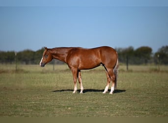 American Quarter Horse, Gelding, 3 years, 14,3 hh, Sorrel