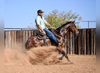 American Quarter Horse, Wallach, 3 Jahre, 15,1 hh, Rotbrauner