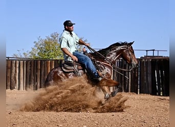 American Quarter Horse, Wallach, 3 Jahre, 15,1 hh, Rotbrauner