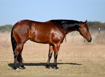 American Quarter Horse, Wallach, 3 Jahre, 15,1 hh, Rotbrauner