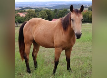 American Quarter Horse, Gelding, 3 years, 15.1 hh, Buckskin