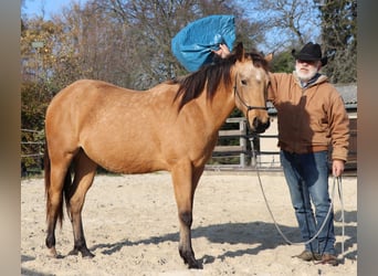 American Quarter Horse, Gelding, 3 years, 15.1 hh, Buckskin
