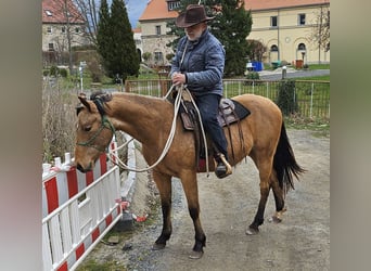 American Quarter Horse, Gelding, 3 years, 15.1 hh, Buckskin