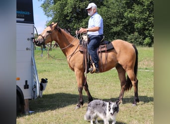 American Quarter Horse, Gelding, 3 years, 15.1 hh, Buckskin
