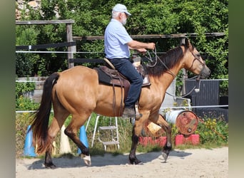 American Quarter Horse, Gelding, 3 years, 15.1 hh, Buckskin